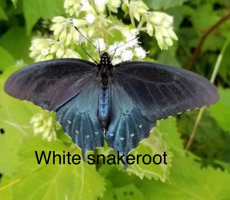 Pick 6! Wild Flower Native Perennial OrganicButterfly Bees Hummingbird 2025hrvst