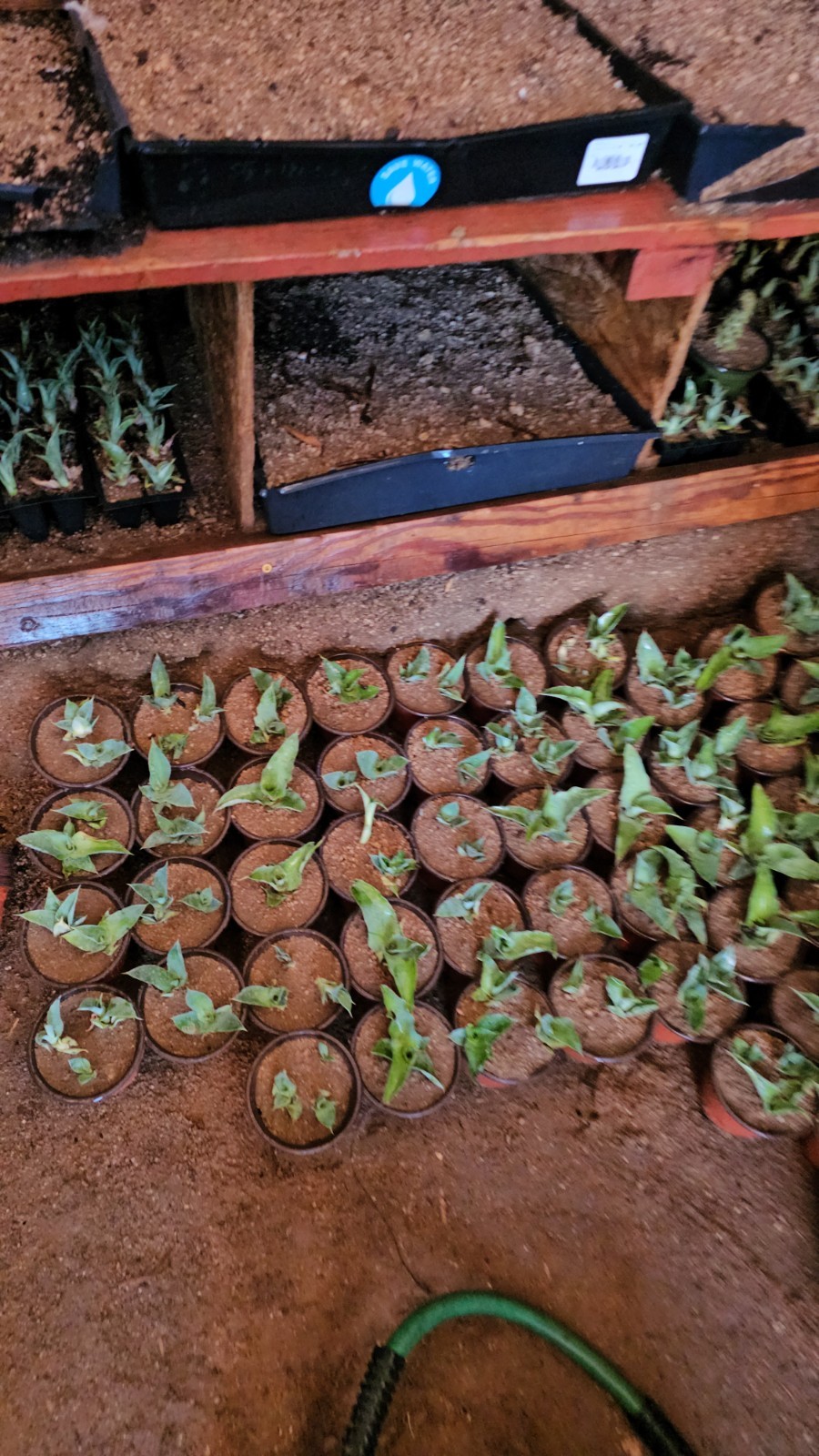 Agave Vilmoriniana Seeds, 125 pack; Aka: Amolé & Octupus Agave