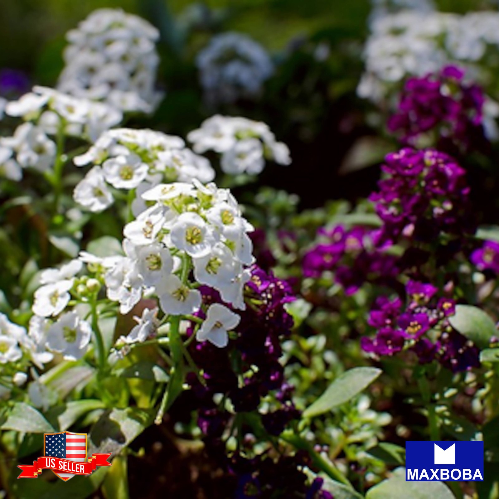 120 Wonderland Series Alyssum Seeds Non-GMO BTGO 75% OFF