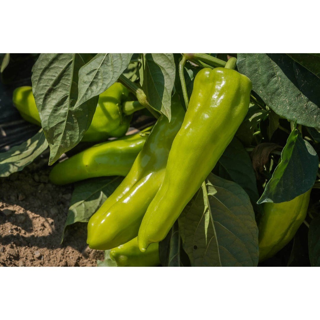 Cubanelle Pepper 25 Seeds Non-GMO Heirloom Beautiful green to yellowish orange t
