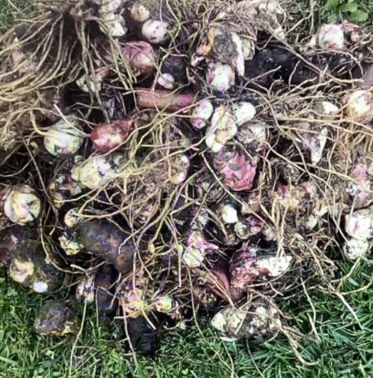 Canna Bulbs Pink Flowers Tall Plants Lot Of (5) Bronze Leaf Lily Rhizomes