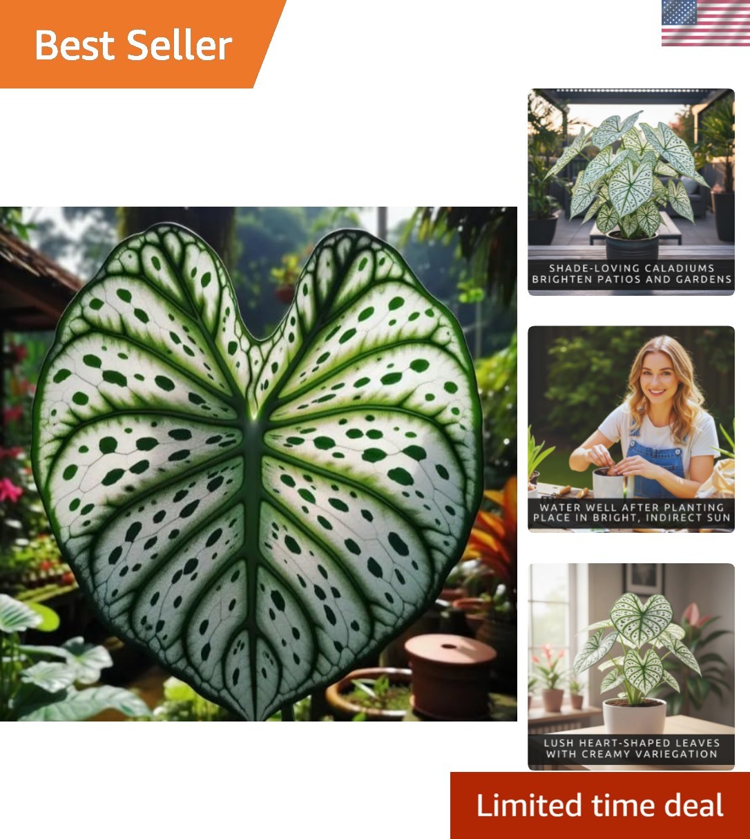Vibrant Heart-Shaped Caladium Bulbs – 6 Easy-to-Grow Tropical Plants for Gifting