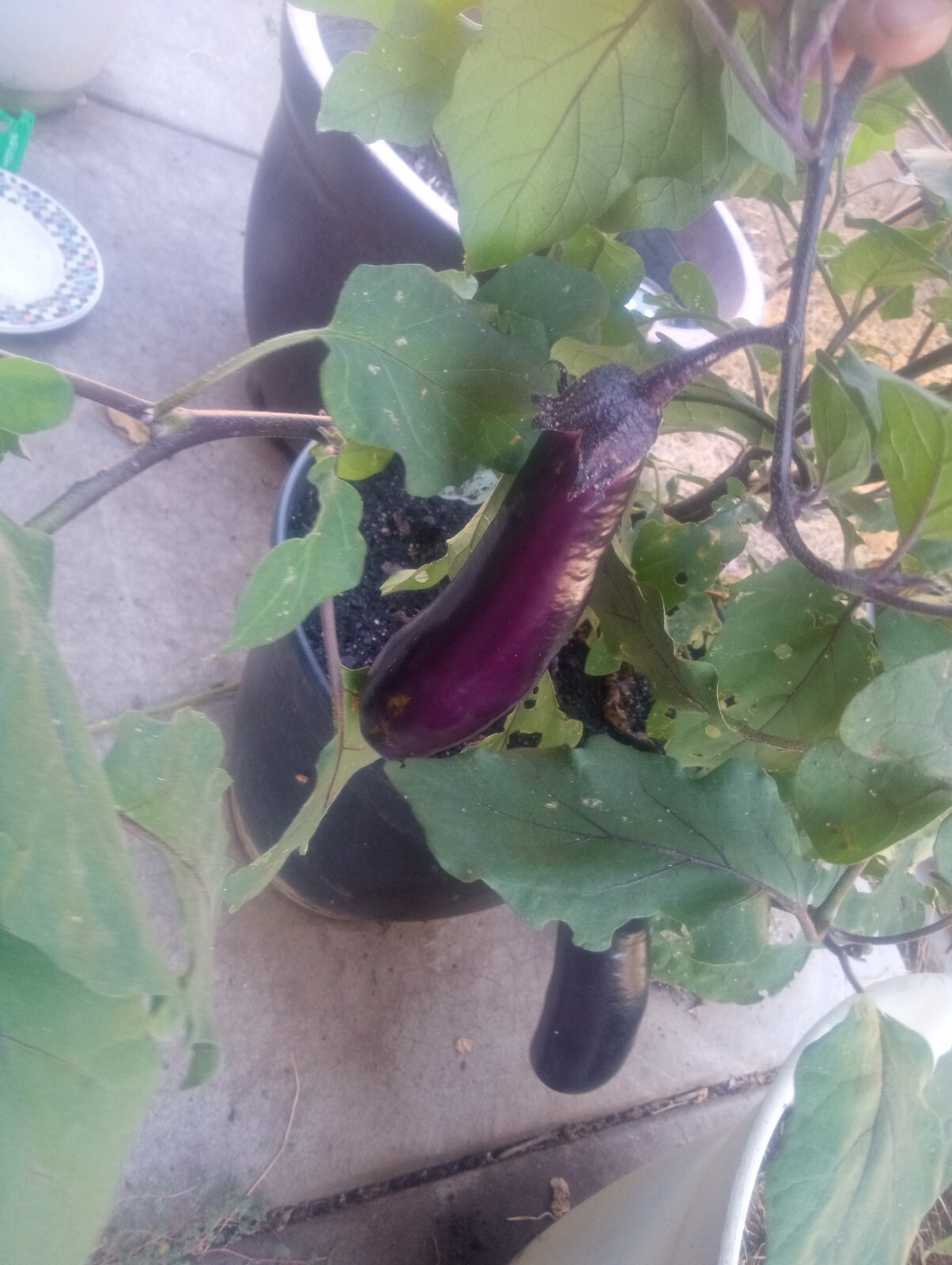 Japanese Long Purple Eggplant Seeds