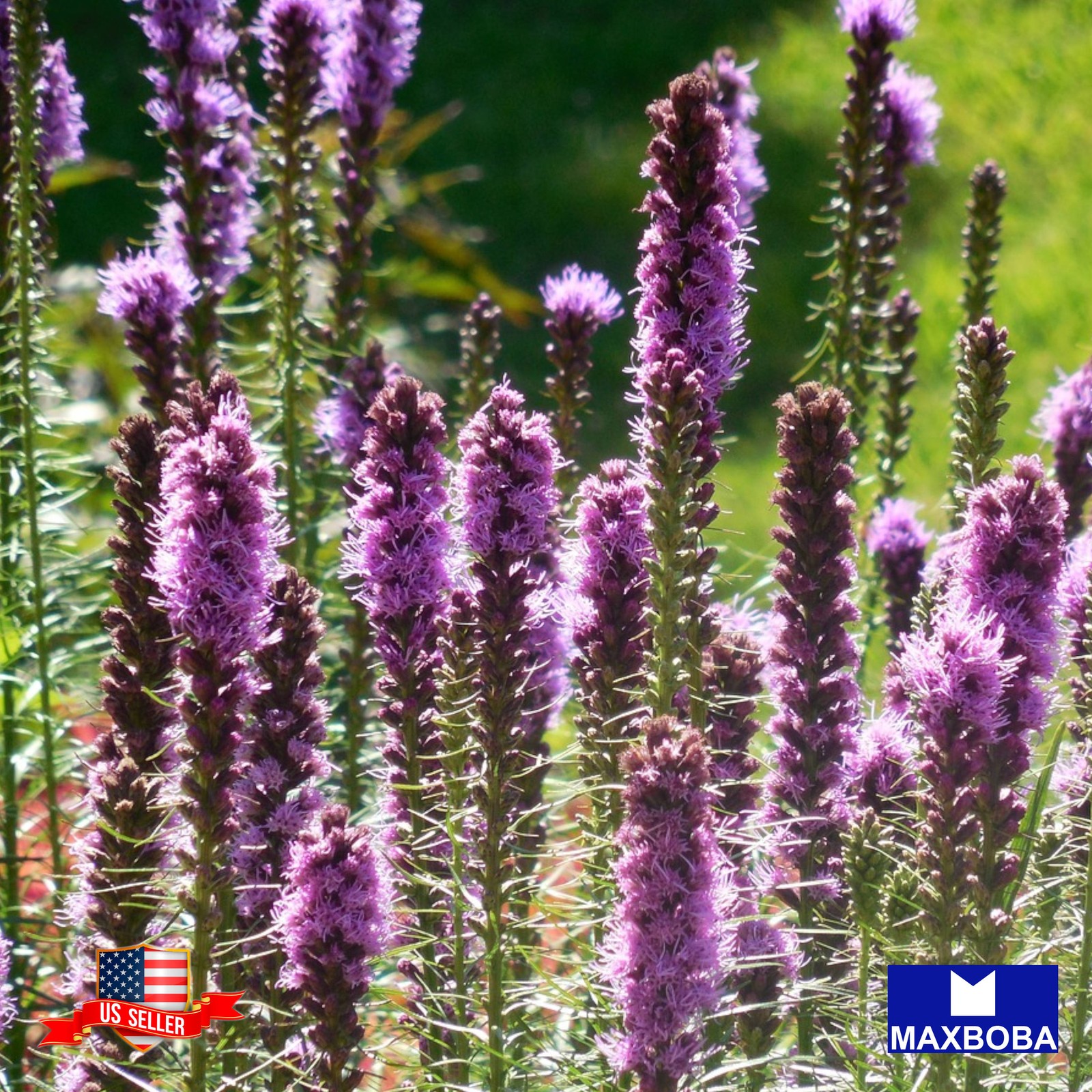 Z-Scape Liatris 100 Seeds Non-GMO