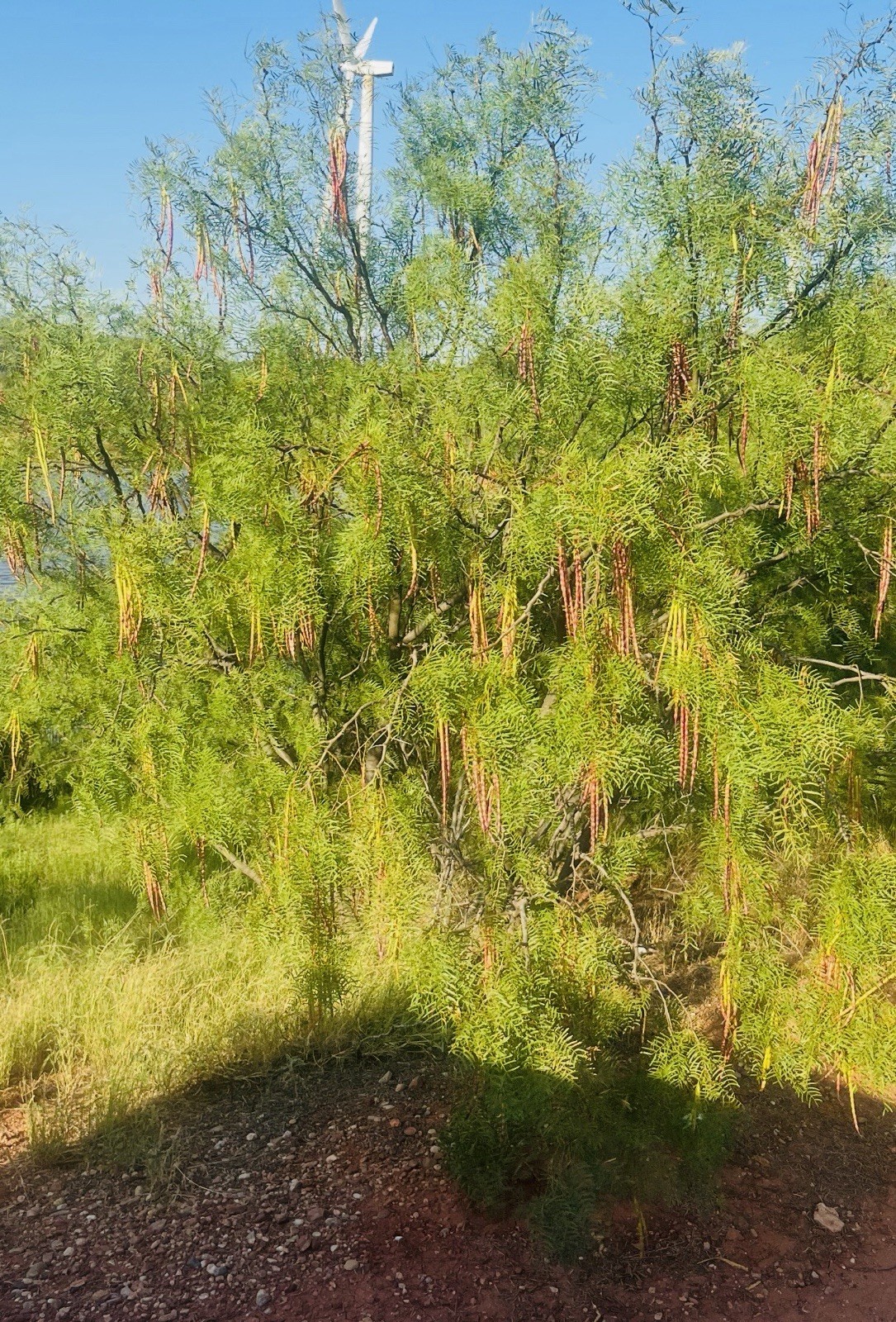 Wild grown, hand picked honey mesquite (Prosopis) Seed Pods 25pcs