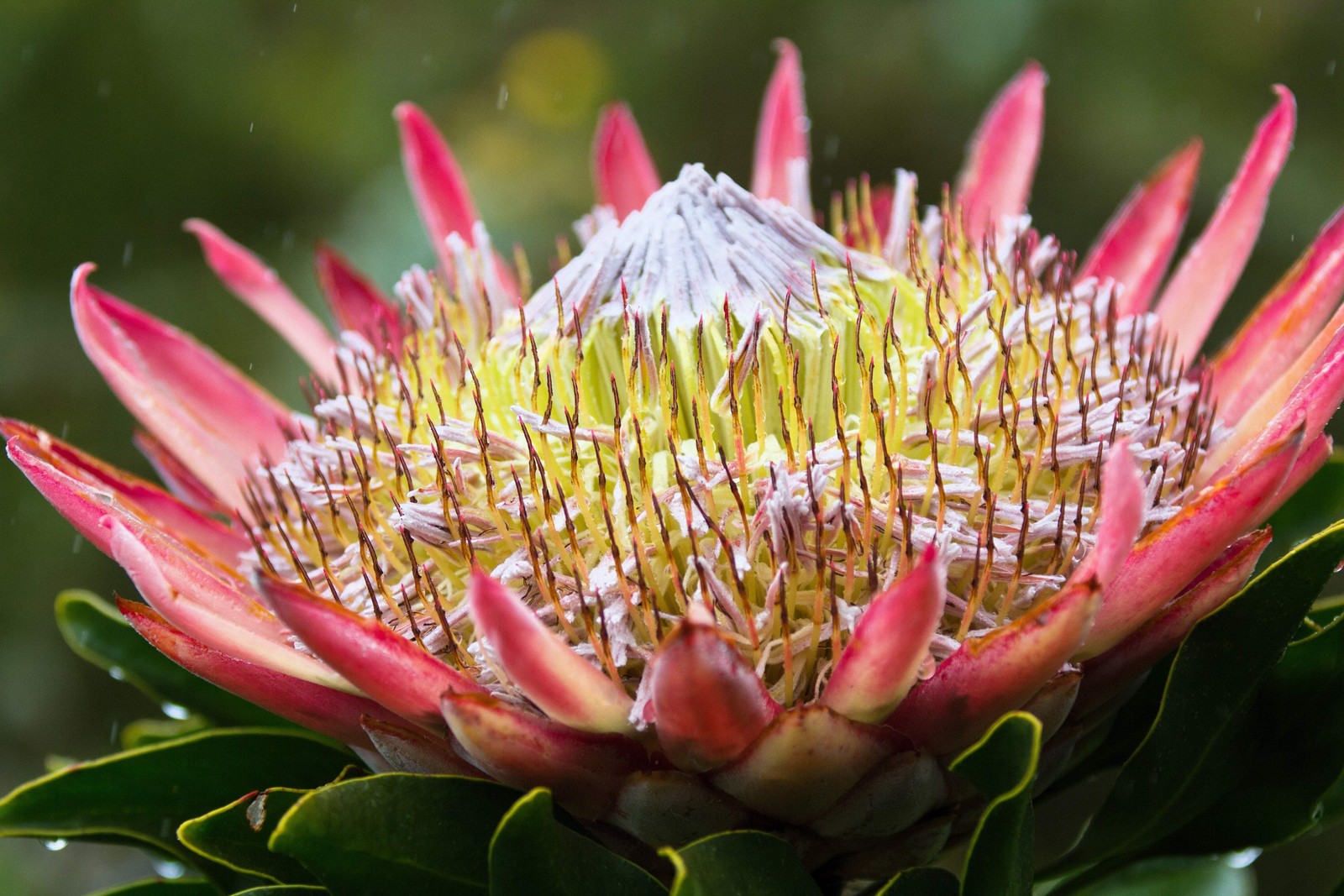 5 Giant KING PROTEA Cynaroides Sugarbush Rare 12″ Flower Seeds