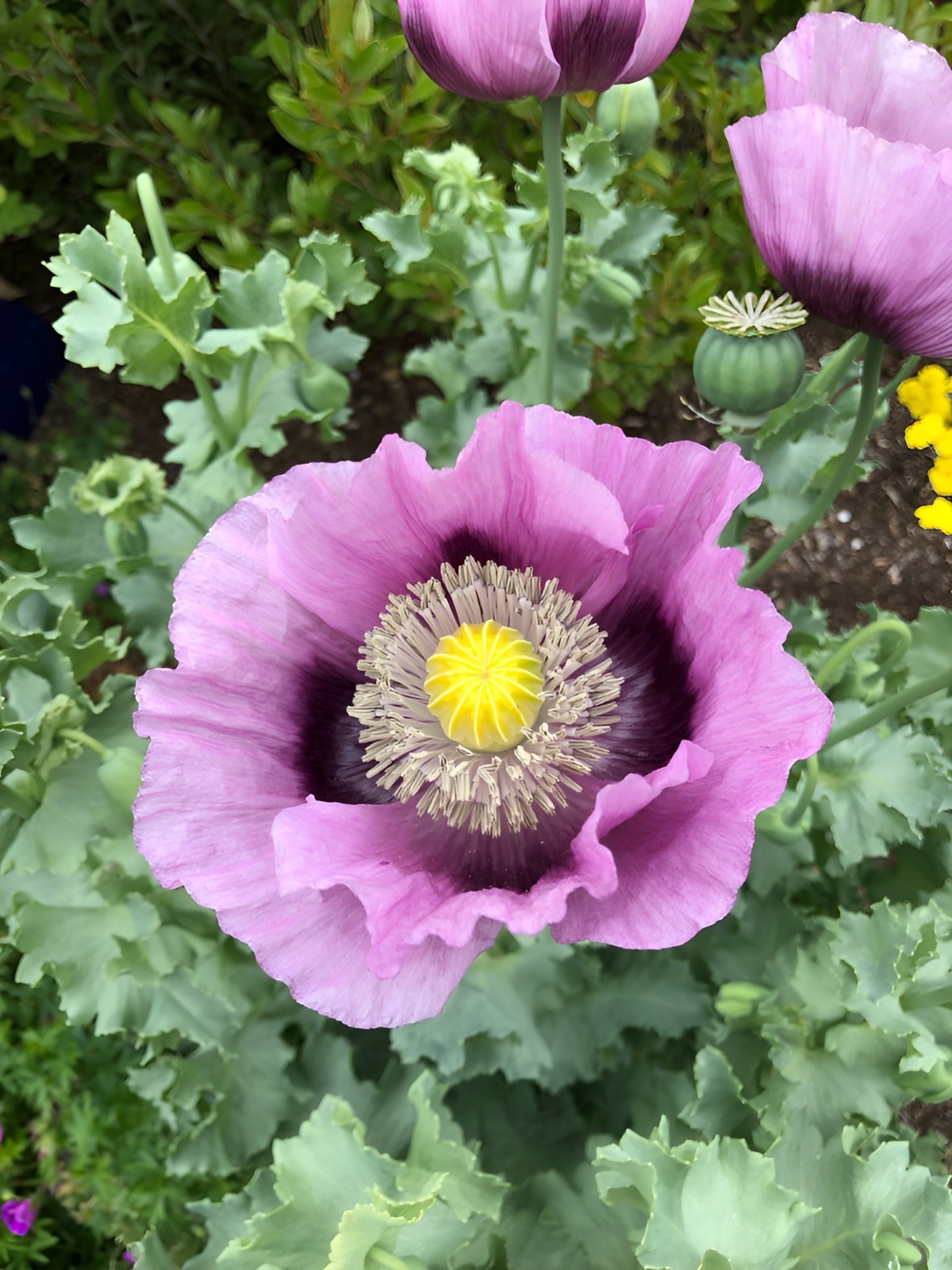 6.2 Grams – 20,000 Fresh Turkish Pap. Somniferum Poppy Seeds – Large Seed Heads