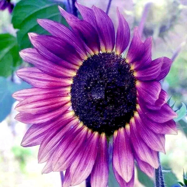 50 PCS Purple Sunflower Seeds – Field ‘Violet Glow’