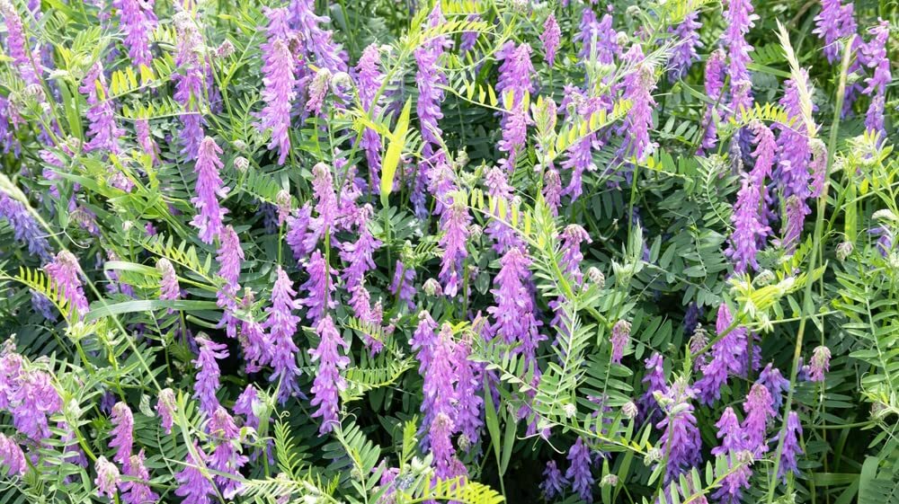 Hairy Vetch Seeds for Planting – Cover Crop, Grain, Bee Pasture, Pollinator, Wil