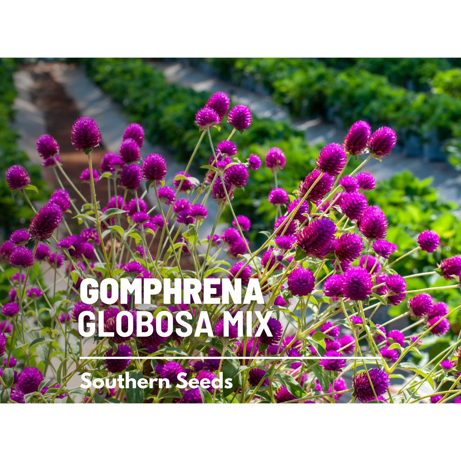 Gomphrena, Globosa Mix – 50 seeds – Heirloom Flower (Gomphrena globosa)