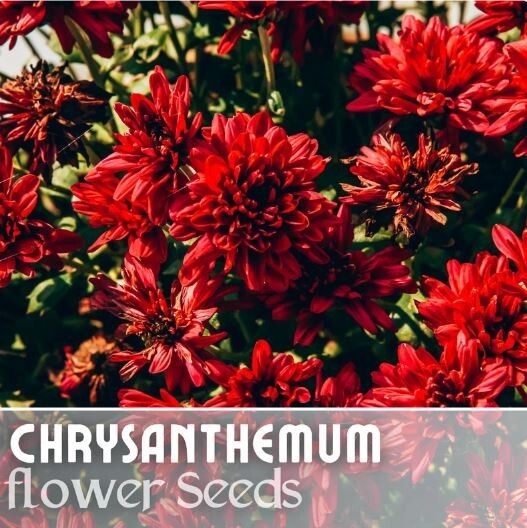 Sublime Cherry Mum Chrysanthemum Seeds 200+ Seeds Mum Flower Flower Seeds Annual