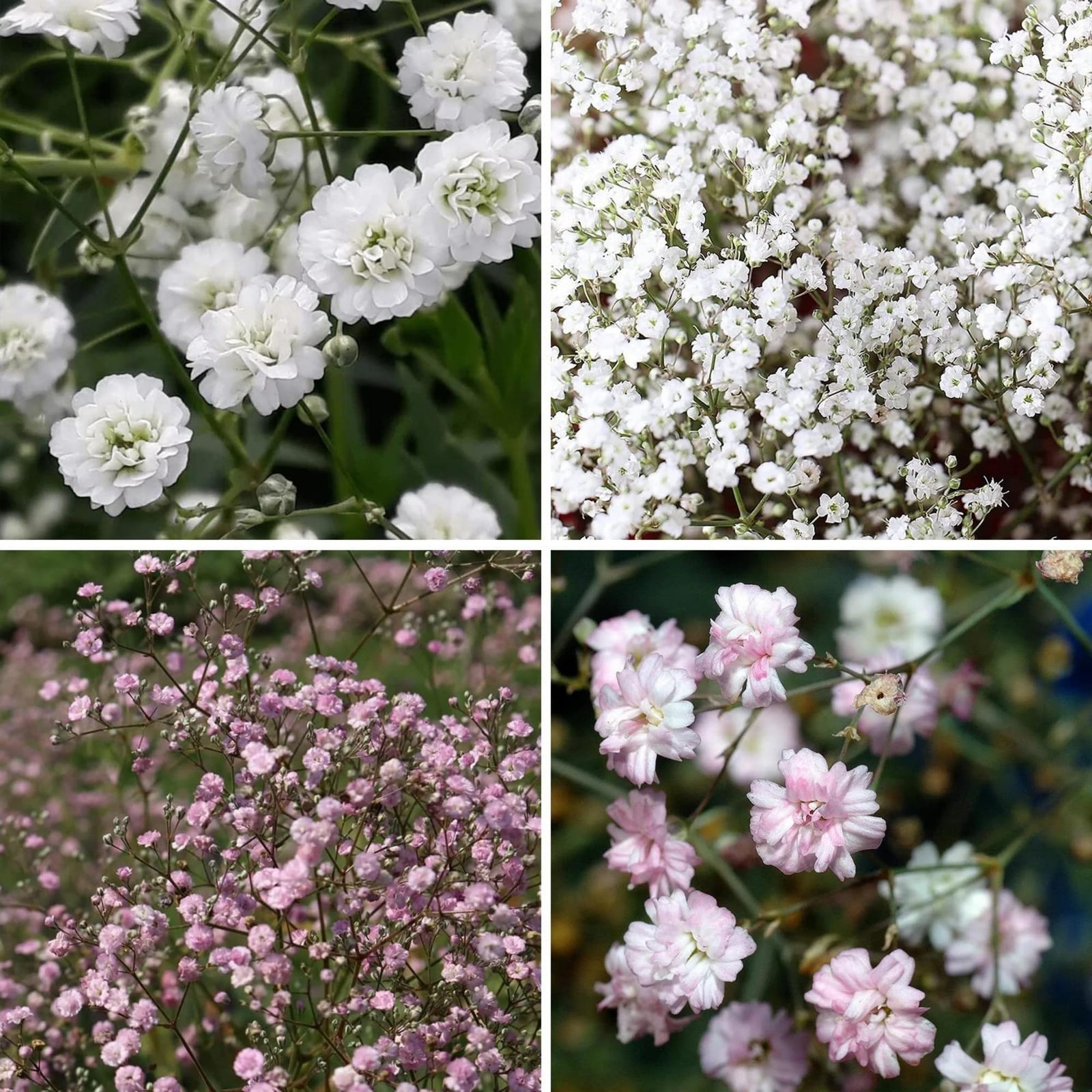 Baby’s Breath Flower Seeds 1000+ Mixed Annual Perennial Garden