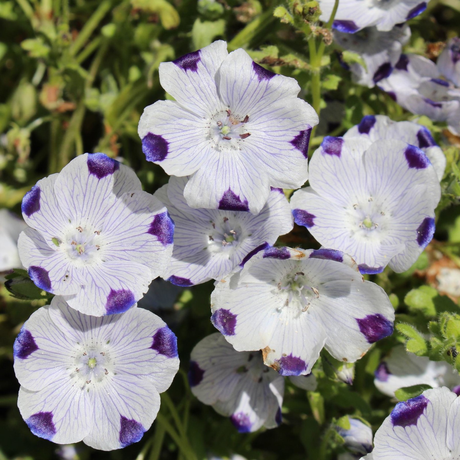 Mr. Fothergill’s Nemophila Seed Oh Sow Simple, Easy to Grow