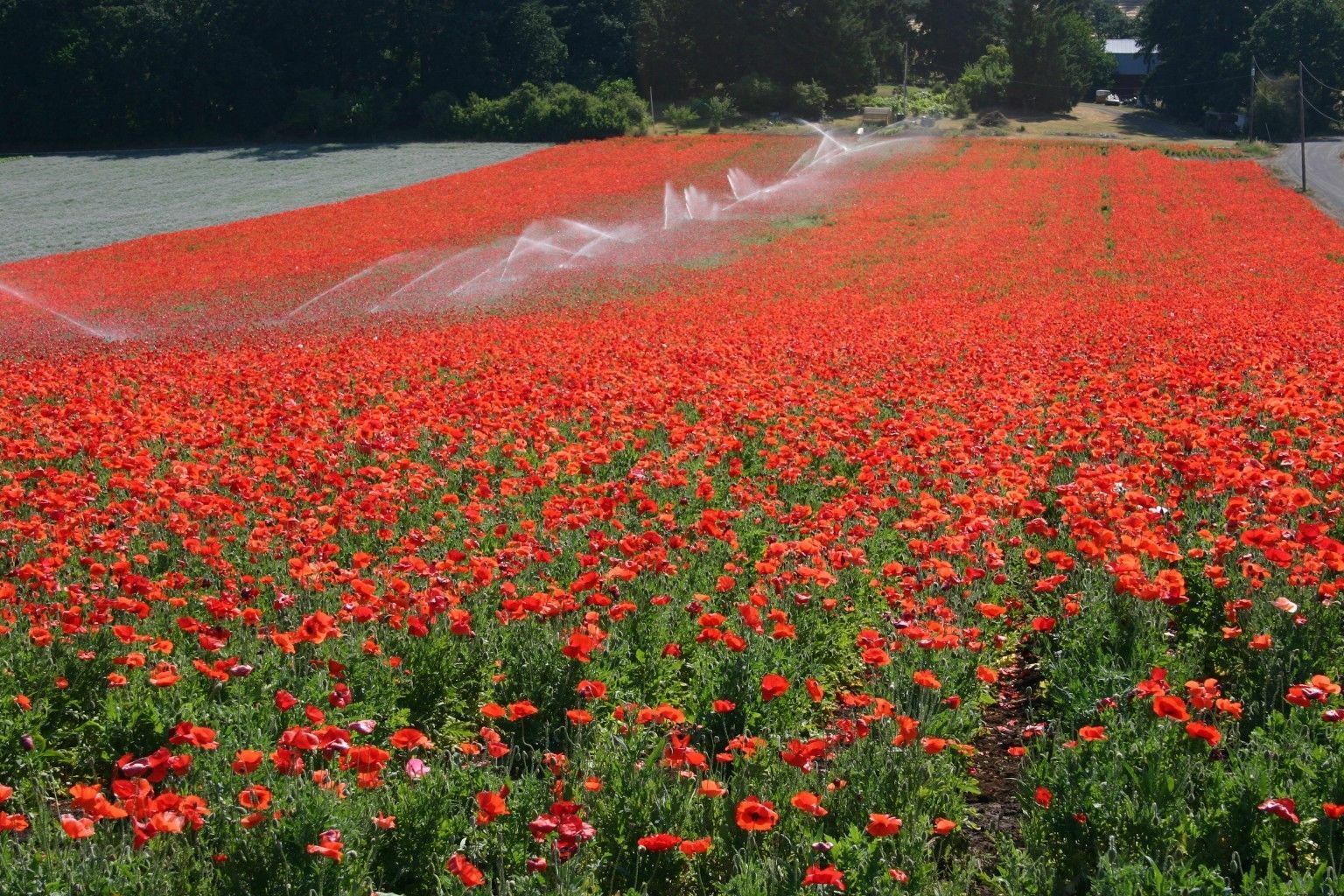 Red Corn Poppy Flower Seed Papaver rhoeas Great Pollinator 4000 to 198,000 SEEDS
