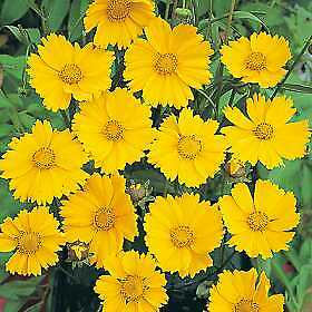 Coreopsis lanceolata Mayfield Giants 1,000 seeds