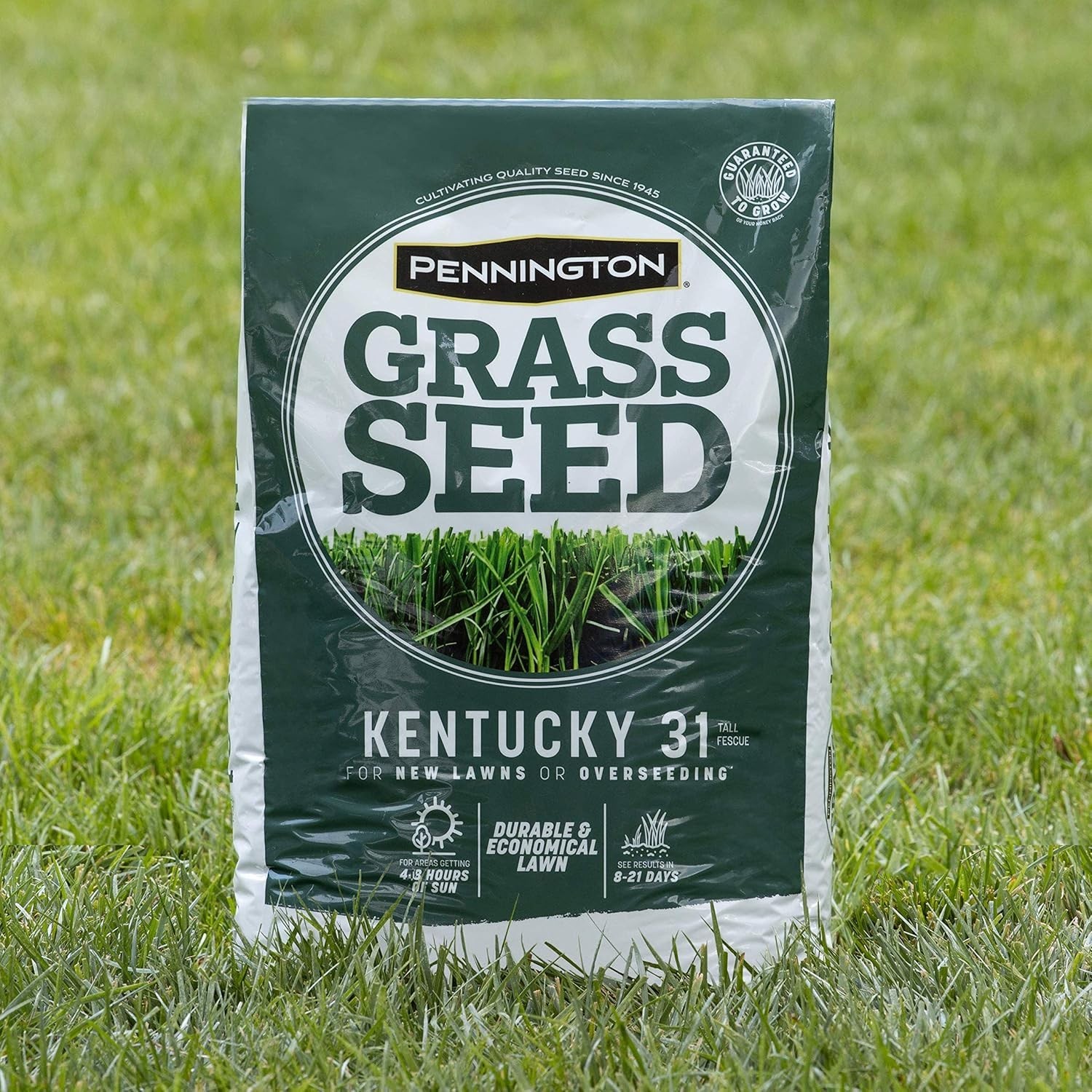 Fast Growing Grass Seed for Lawns – Heat and Rain Resistant