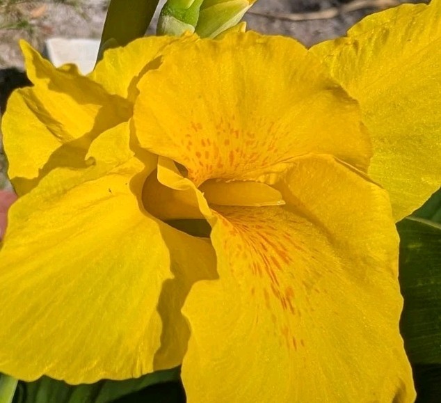 12 ROOTED KING HUMBERT CANNA LILY RHIZOMES Giant Tropical Orange Yellow 5-7FT