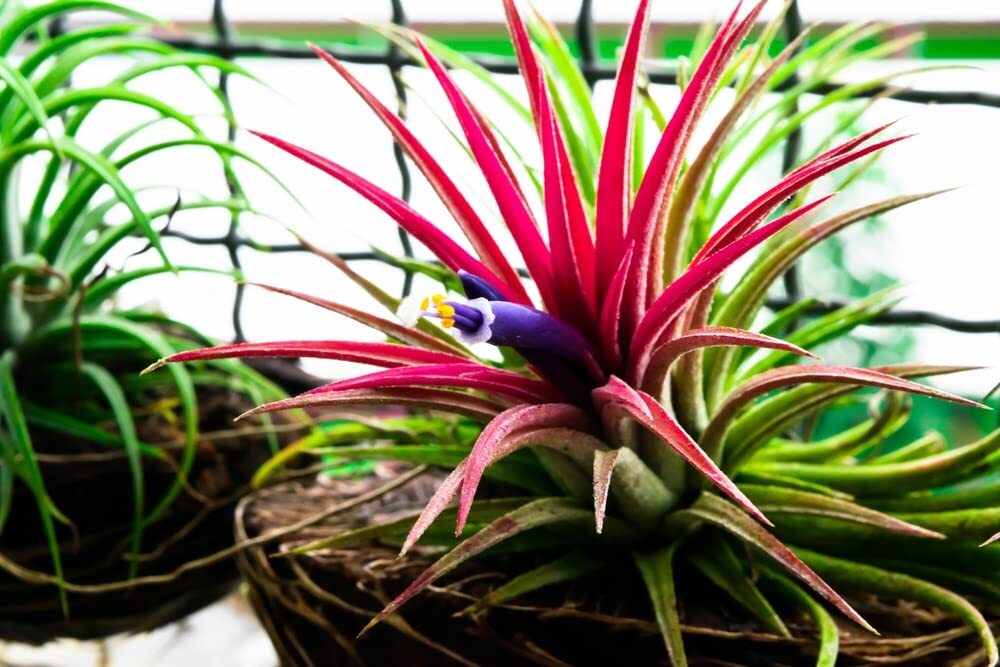 10 Shy Plant Seeds for Planting – Tillandsia Ionantha, Bromeliad Seeds,