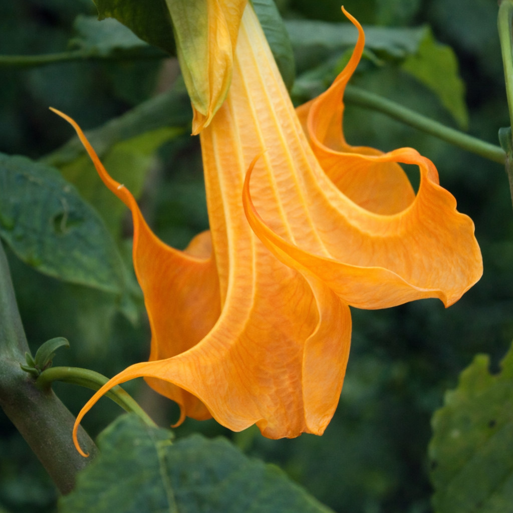10 Angel Trumpet Seeds Flowers Seed Perennia Tropical Flower “DBL Yellow Orange”