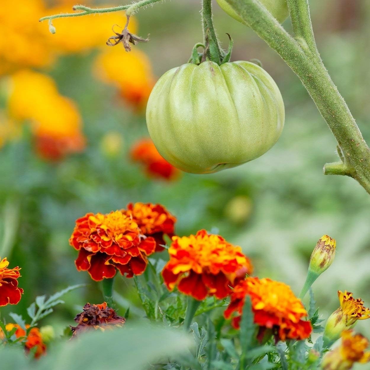 200 Count Petite Mixture Marigold Seeds – Low Maintenance, Bright Summer Blooms