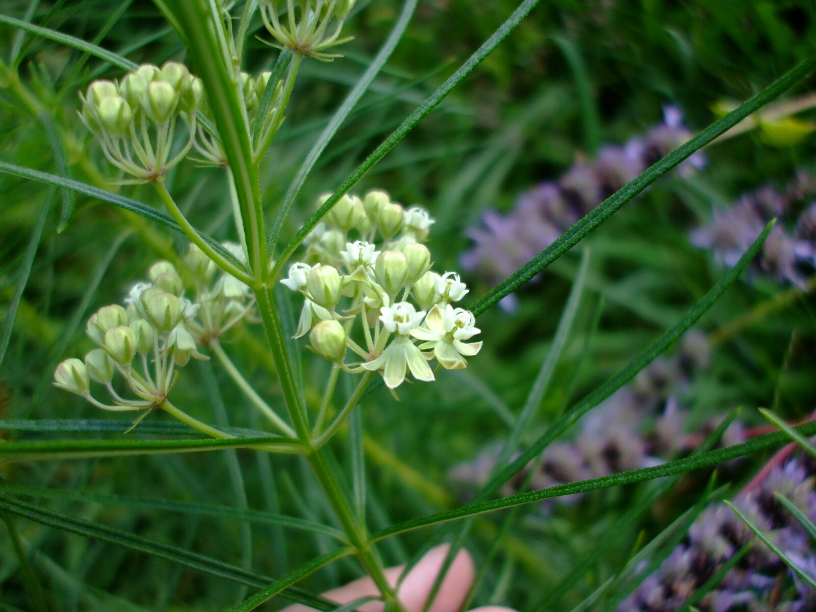 Asclepias verticillata (Whorled Milkweed) wildflower seed packet, Z 4 – 8