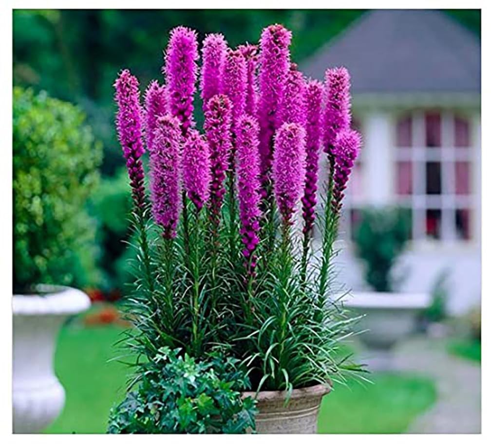 Purple Blazing Star – 5 Fresh Bulbs – Liatris Spicata Flower Bulb – Perennial…