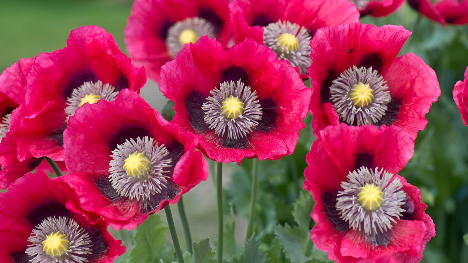 1,500 Pepperbox Poppy Seeds – P. Somniferum Gigantic Pink&Purple Heirloom Blooms