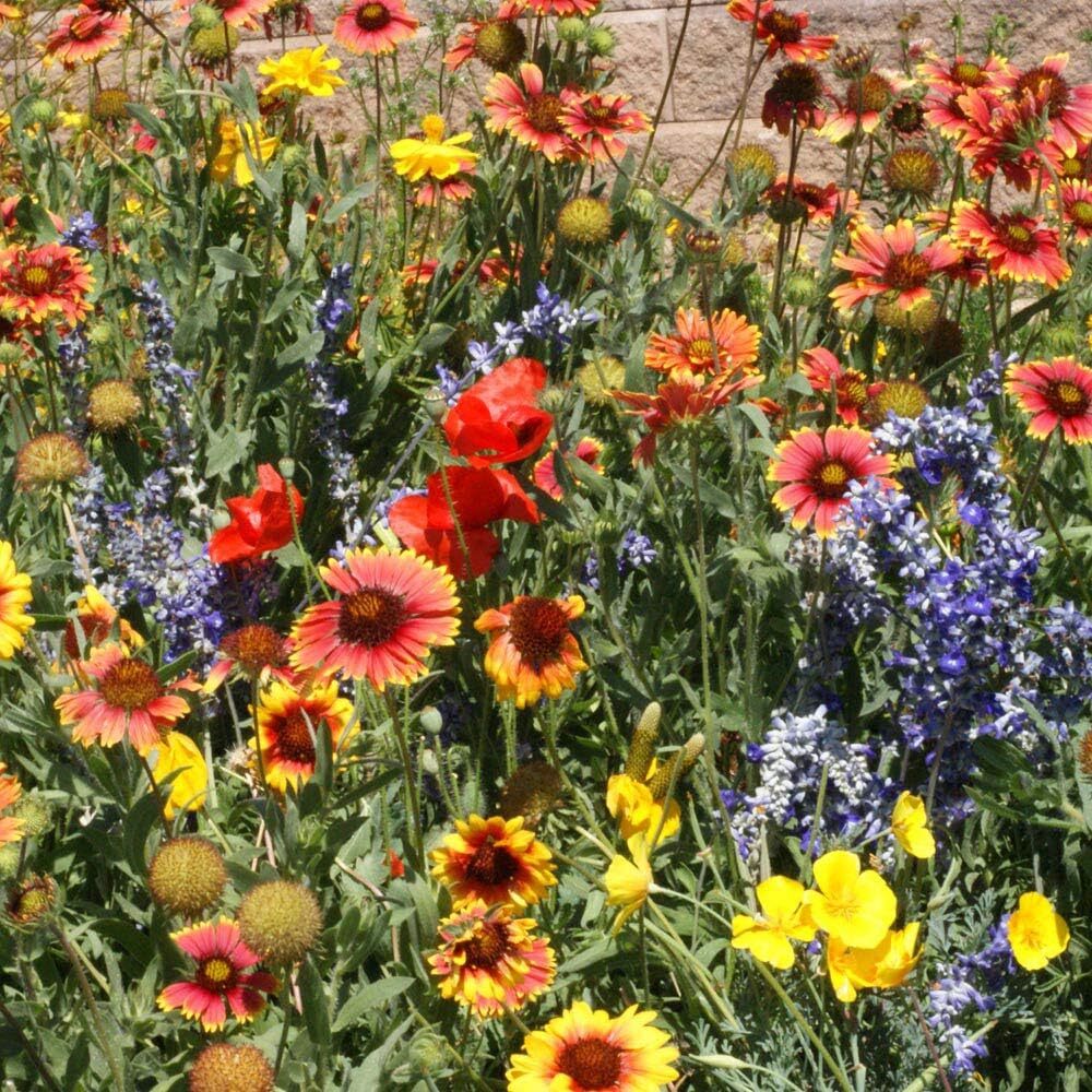 1 Lb. Xeriscape Dryland Drought Tolerant Wild Flower Seed Mix For A