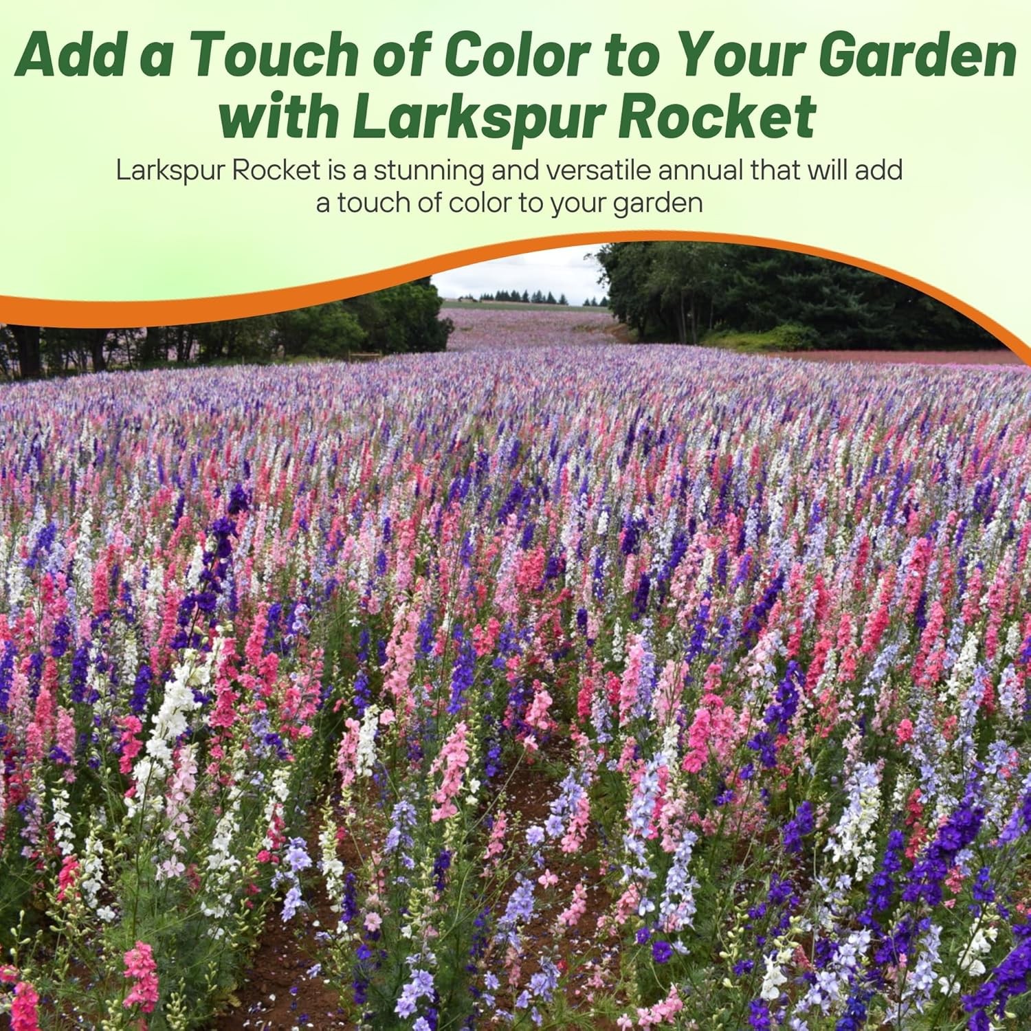 1000 Seeds Delphinium Larkspur Seed Mix For Planting Outdoors | Rocket