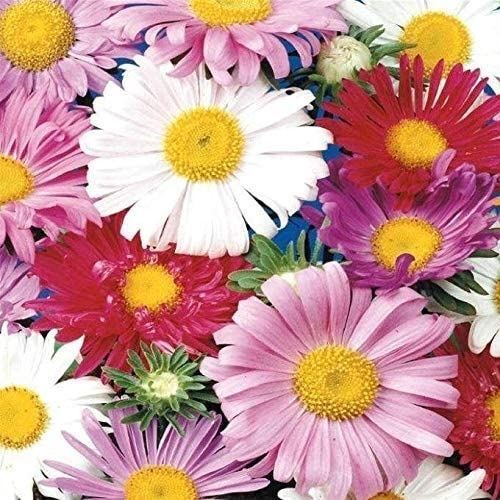Single Mixed China Aster Seeds (25+ Seeds)