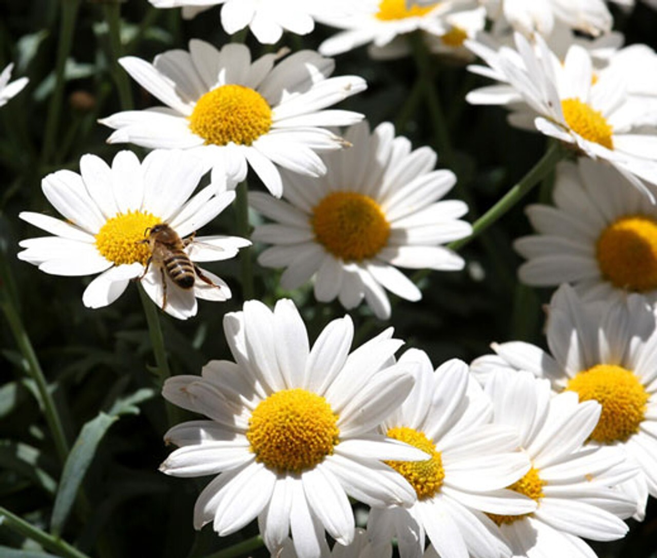 200+ Oxeye (Leucanthemum Vulgare) Daisy Seeds for Garden – USA – FREE SHIPPING!