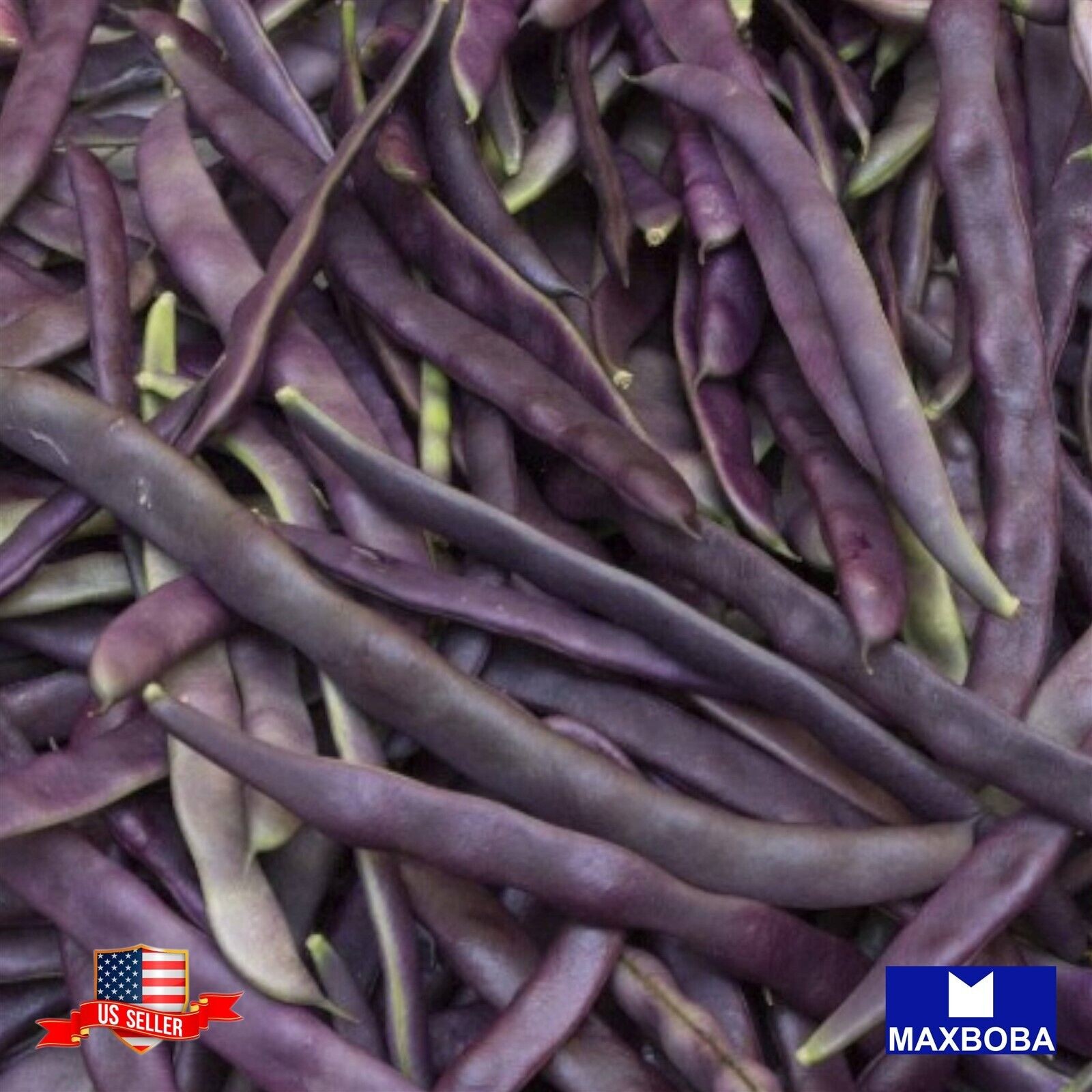 48 Bean Fresh Seeds Bush Royal Burgundy Non-GMO Heirloom