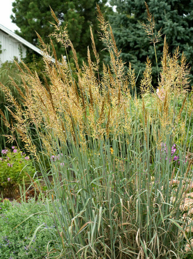 500 Indiangrass Indian Grass Seeds Native Prairie Wildflower Clumping Ornamental