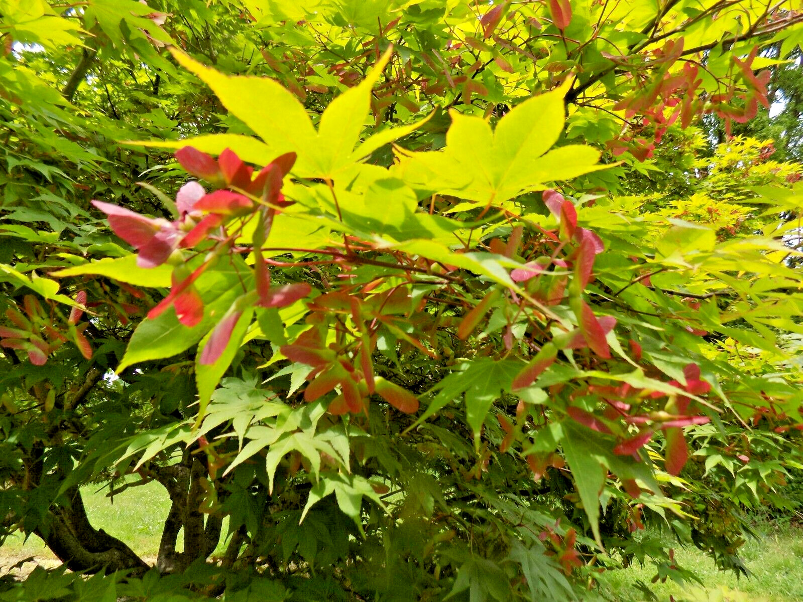15 OSAKAZUKI JAPANESE MAPLE SEEEDS – Acer Palmatum ” Osakazuki “