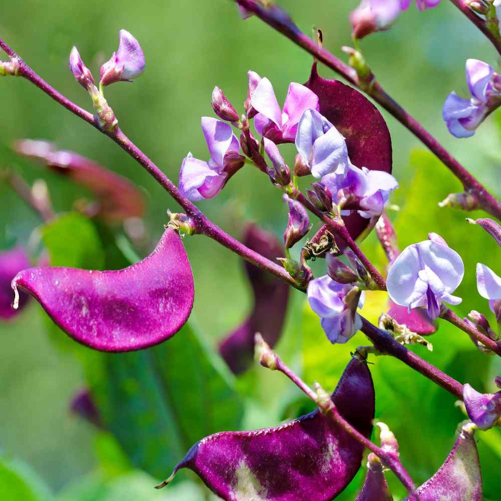 200 Seeds Hyacinth Bean Seed For Planting | Red Leaved Hyacinth Vine Flower