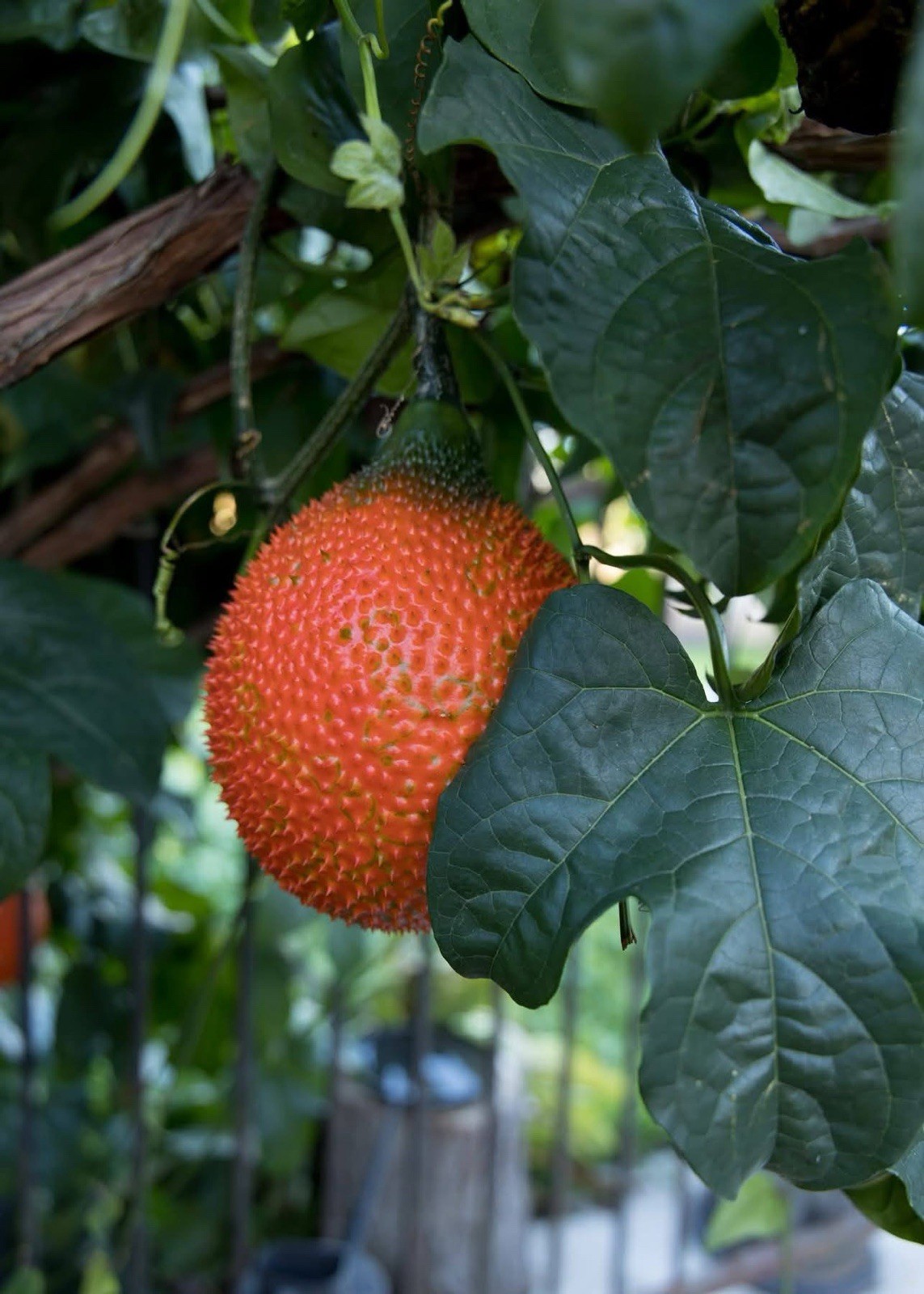 Gac Fruit/ Sweet Gourd/ Momordica Cochinchinensis – 10 Seeds 2023 – USA