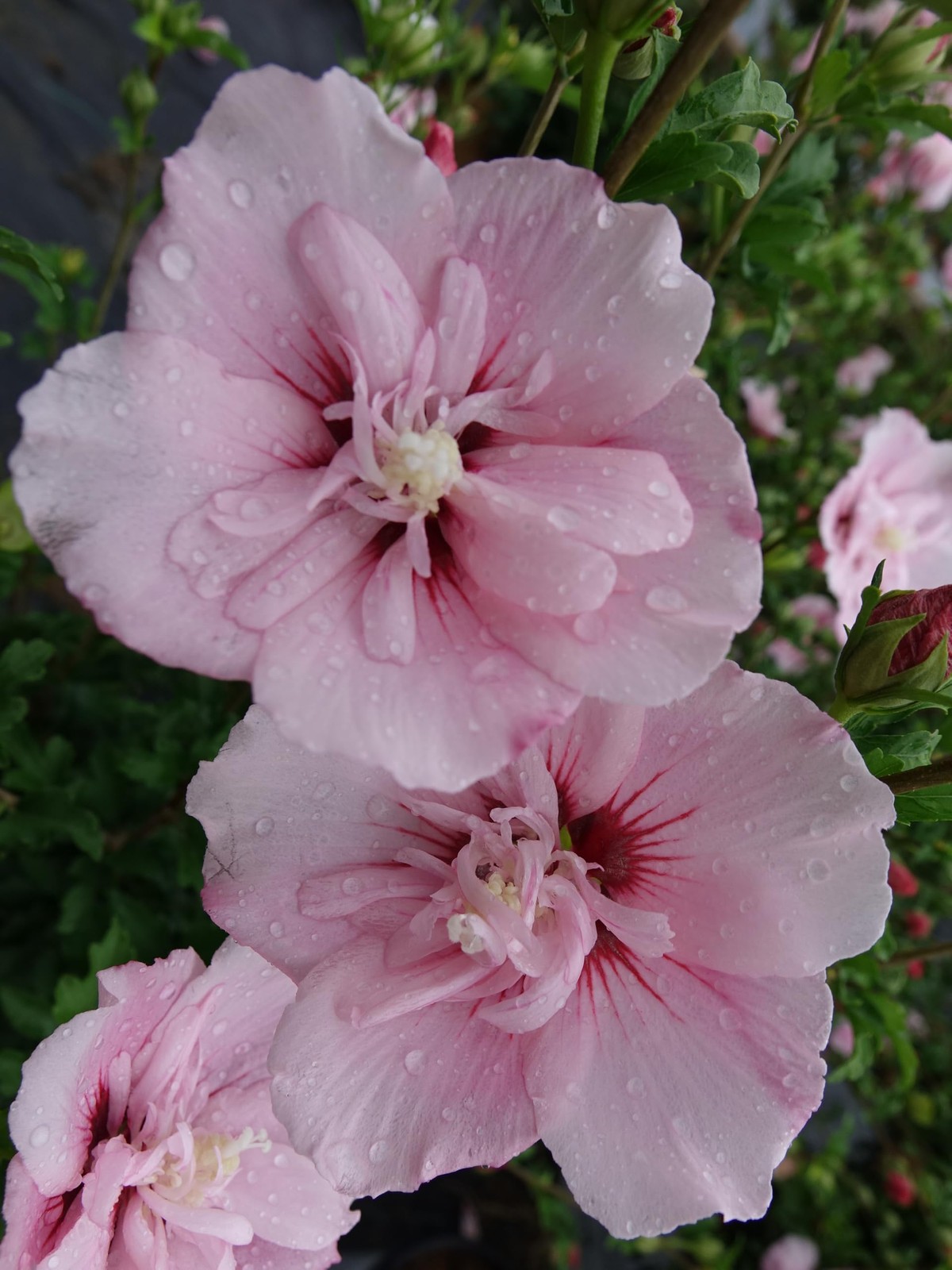 Live Plant from – Hibiscus syriacus, Pink Chiffon Rose of Sharon #3 Gallon Si…