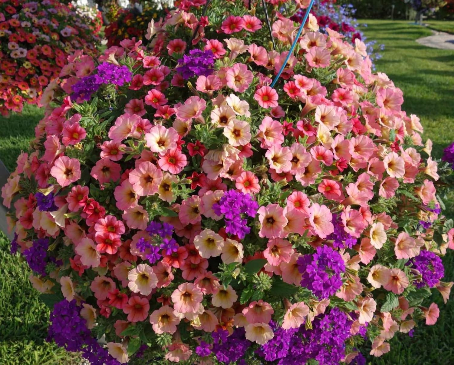 6000+ Petunia Seeds for Planting – Mix Color Annual Flower Seeds for Outdoor G