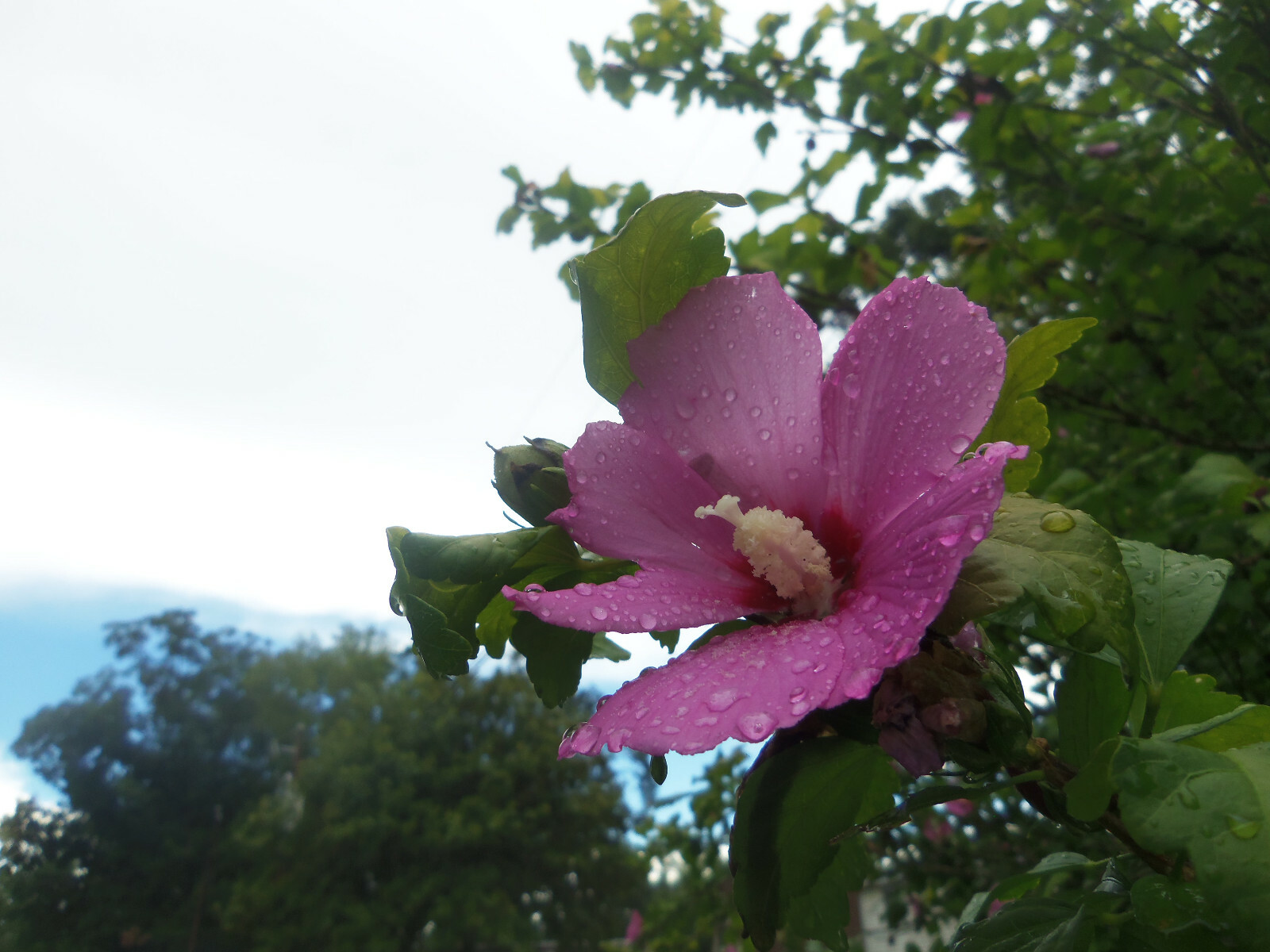 20 Seeds Rose of Sharon Tropical Blooms Shrub Hibiscus syriacus