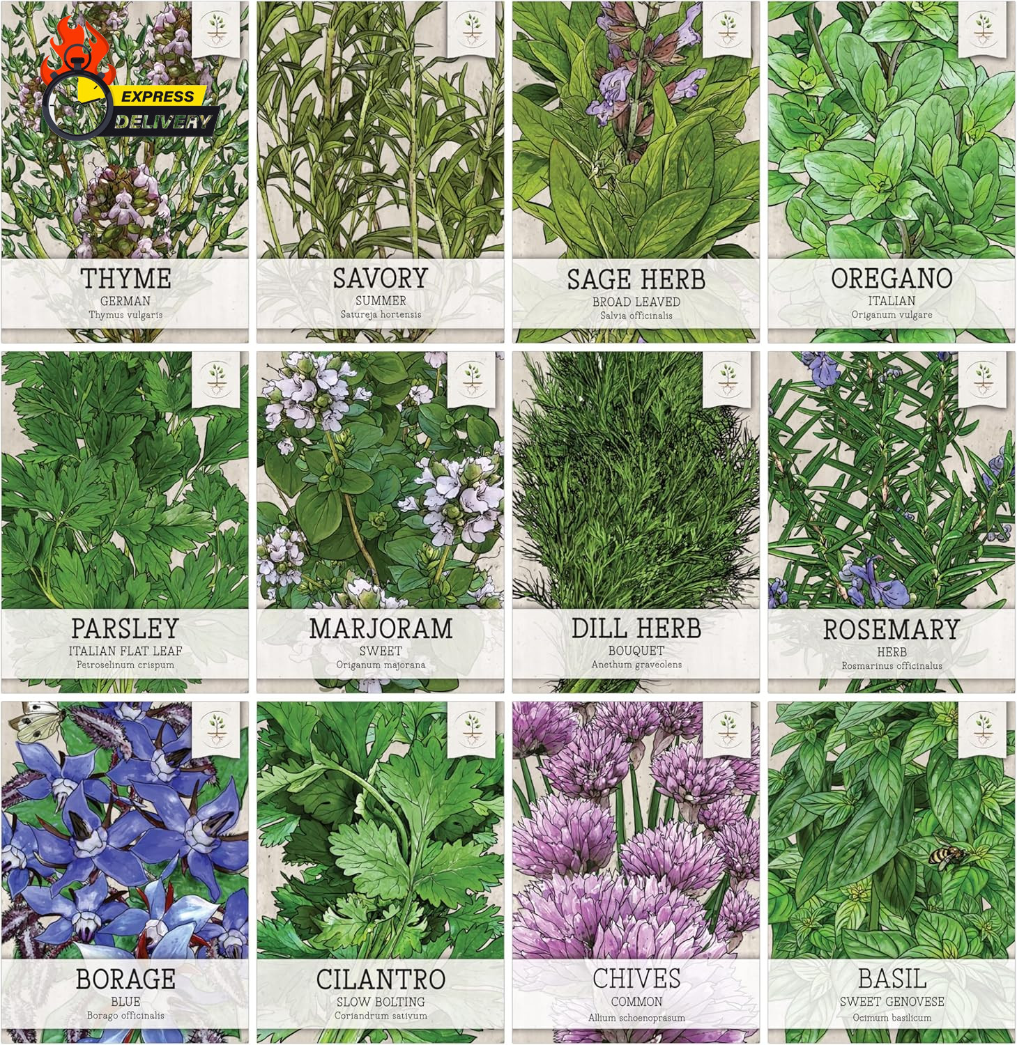 , Herb Seeds Variety Pack Culinary Herb Collection (12 Individual Herbs for Plan