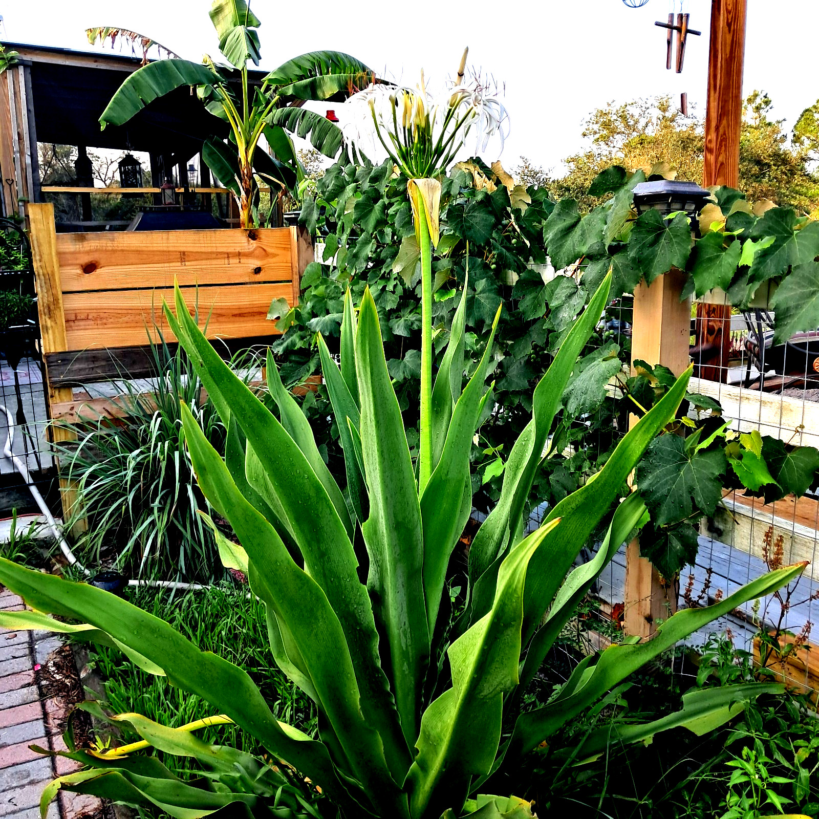,Giant White Spider Lily 4 bulbs/seeds Crinum Lily, C. Asiaticum
