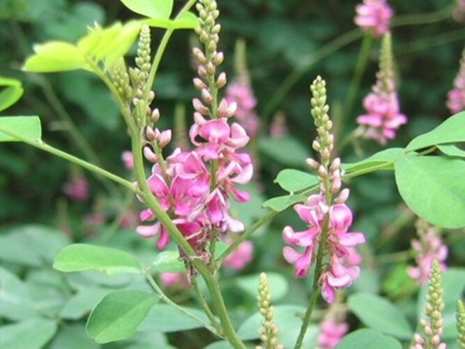 Indigofera pseudo- tinctoria Chinese True Indigo Shrub 500 Seeds Ground Cover