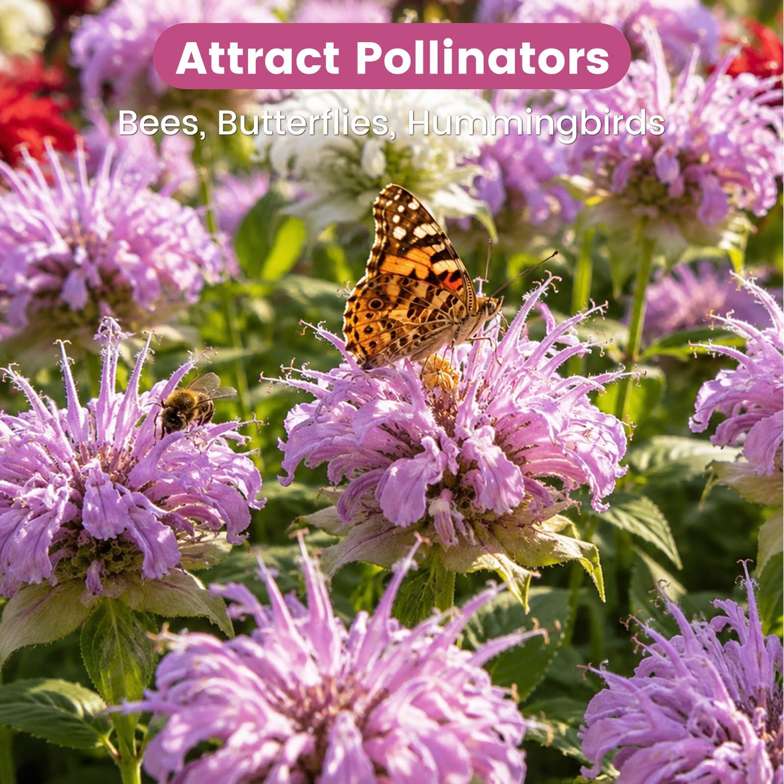 4000+ Bee Balm Seeds for Planting, Color Mix Native Wildflower Seeds, Heirloo…