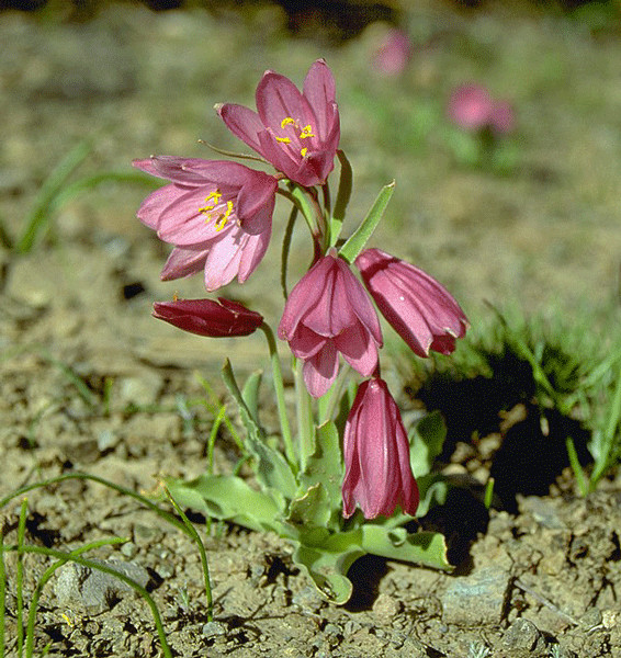Fritillaria pluriflora | Adobe Lily | 5 Seeds