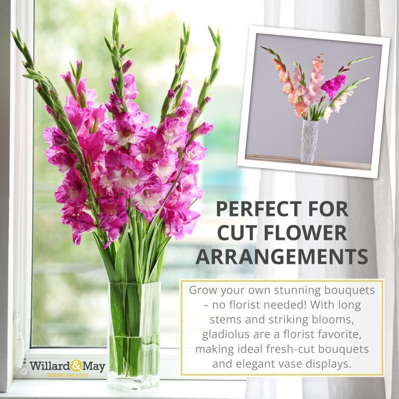Mixed Gladiolus Flower Bulbs – 50 Bulbs Assorted Colors