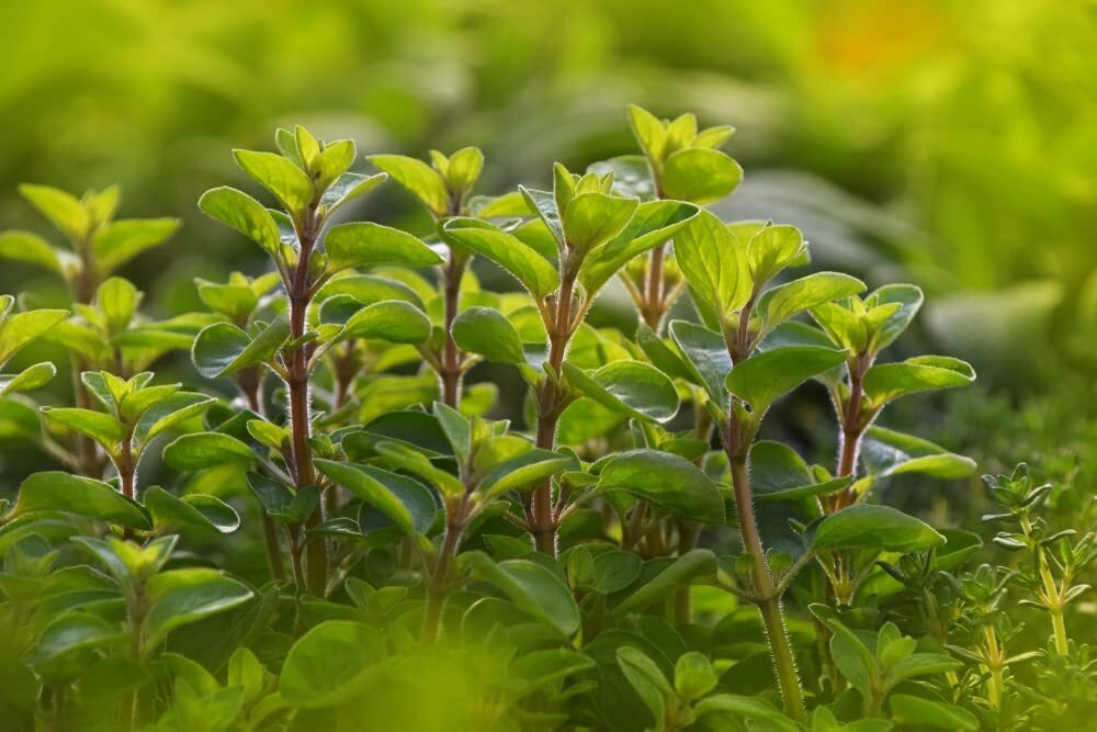 100 Sweet Marjoram Seeds for Planting Origanum majorana Perennial Herb