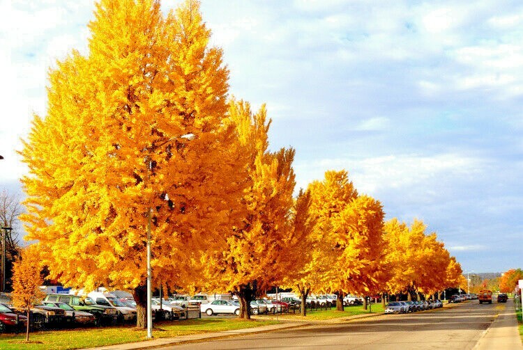 10 AUTUMN GOLD GINKGO SEEEDS – Ginkgo biloba ‘Autumn Gold’