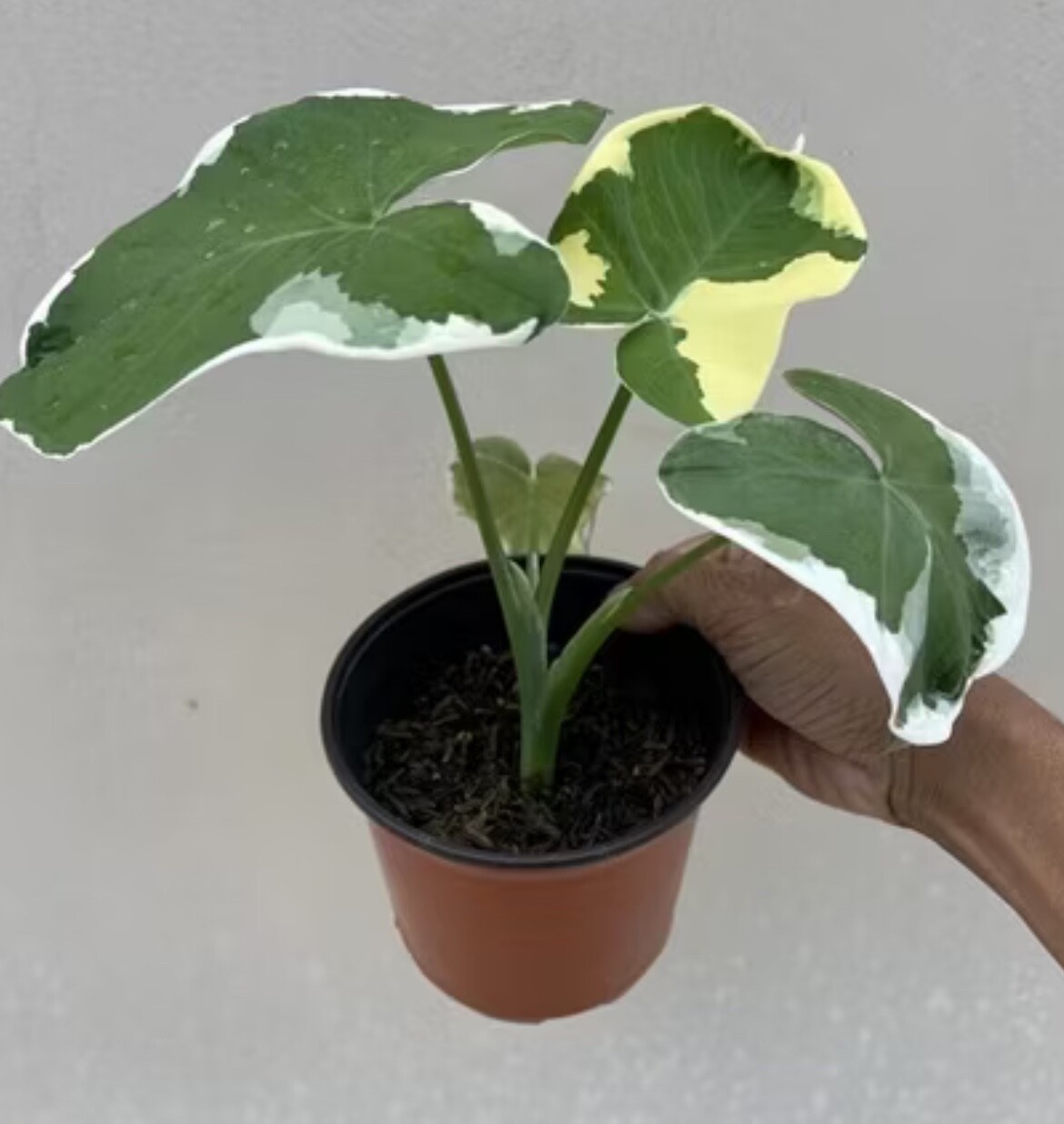 AUTHENTIC Colocasia Mickey Mouse 1 bulbs