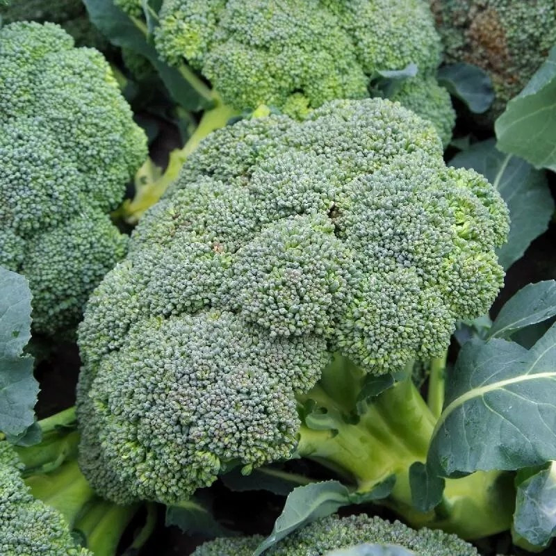 100+ BROCCOLI SEEDS – WALTHAM 29 — HEIRLOOM – ORGANIC – NON GMO —- FRESH