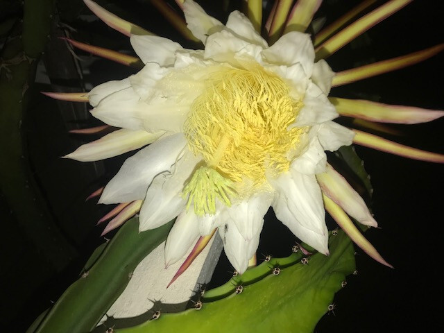 ULTRA RARE Rainbow Dragon Fruit 12″ (1) flesh cutting